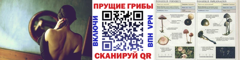 Псилоцибиновые грибы GOLDEN TEACHER Бакал